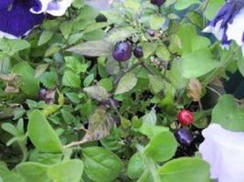 20 Seeds FILIUS BLUE PEPPER Capiscum Annuum Christmas Pepper Vegetable - $16.05