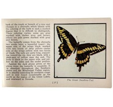 Giant Swallow Tail Butterfly 1934 Butterflies Of America Insect Art PCBG14B - £15.72 GBP