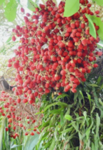 5 Pc Seeds Cyrtostachys Renda Plant, Red Sealing Wax &amp; Lipstick Palm Seeds | RK - £20.14 GBP