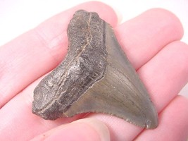(S-229-M) 1-5/8&quot; Fossil Megalodon Shark Tooth Teeth Jewelry I Love Sharks - £27.63 GBP
