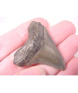 (S-229-M) 1-5/8&quot; Fossil MEGALODON Shark Tooth Teeth JEWELRY I love sharks - £27.60 GBP