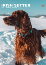 Irish Setter Calendar 2026 - $19.99