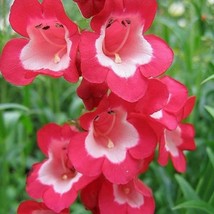 GIB Penstemon Scarlet Queen 100 Seeds - £6.76 GBP