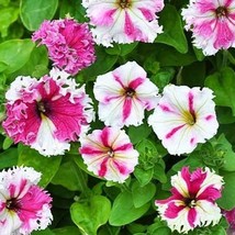 Petunia Fimbriata Karkulka 20 Flower Seeds Fresh USA Shipping - $13.76