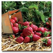 Quinault Ever Bearing Strawberry Plants (25 Bare-Root Plants) - £27.30 GBP