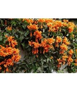 FLORIDA FLAME VINE*Pyrostegia Venusta Plant* attracts hummingbirds & butterflies - £33.03 GBP