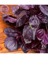 Dark Opal Basil Seeds 20 Seeds An Attractive Plant With Dark Purple Crin... - $17.88 CAD
