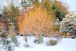 USA Seller 20 Winter Lightning Boxelder Maple Seeds Acer Negundo Winter Lightnin - £12.66 GBP