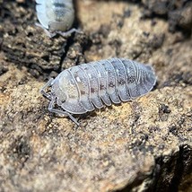 XYZReptiles Live Insects Armadillidium peraccae Isopods for Sale Cleanup... - £21.52 GBP