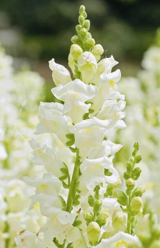 Snapdragon Snowflake Bouquet Flower Seed Fresh Harvest New Fresh  - $3.98