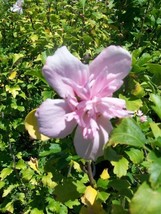 Double Flower Pink Althea Rose of Sharon 3 Gal. Large Plant Easy Grow Plants Now - £61.99 GBP