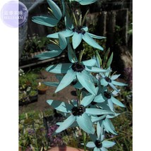 AQL Ixia Viridiflora Seeds only 1 seed dazzling turquoise Ixia the rares... - £8.32 GBP