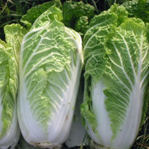 Simple Pack 300 seed Vegetable Chinese cabbage wong bok - £6.23 GBP