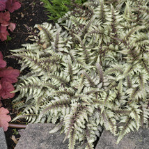 1 Live Potted Plant - shade fern JAPANESE PAINTED athyrium silver 2.5&quot; pot - £10.68 GBP