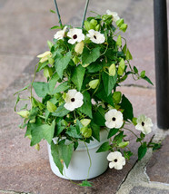 HS 10 White Thunbergia Alata Vine Black Eyed Susan Vine Flower Seeds - £3.74 GBP