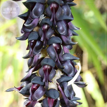 Mucuna Pruriens Black Jade Vine Seeds 5 Very Woody Climbing Flowers Ts380T Garde - £8.43 GBP