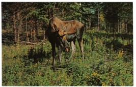 Ontario Postcard Cochrane Moose in Woods Polar Bear Excursion - £2.34 GBP