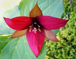 10 Red Trillium bulbs Wood Lily   image 1