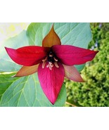 10 Red Trillium bulbs Wood Lily   - €12,20 EUR
