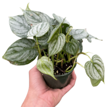 Philodendron &#39;Brandi&#39;-4&quot; Pot - $32.49