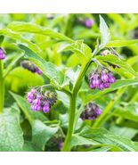 80+ Seeds Comfrey Symphytum Officinale Seeds for PlantingPlant &amp; Grow He... - $14.40