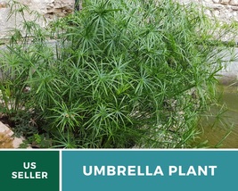 50Pcs Umbrella Plant Cyperus Umbrella Grass Palm Ornamental Grass Seed - £17.48 GBP