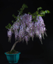 WISTERIA Blue Moon, Purple Flower Fragrant, well rooted seedling 1 year  - £13.45 GBP
