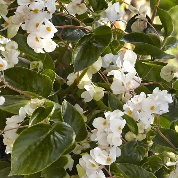 Begonia &#39;Dragon wing white&#39; 5 pelleted seed - $9.94