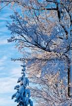 Signed Photographic PRINT 13&quot;X19&quot;  Blue Sky Snow Trees Matte in Protective Sheet - £23.11 GBP