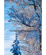 Signed Photographic PRINT 13&quot;X19&quot;  Blue Sky Snow Trees Matte in Protecti... - $40.16 CAD
