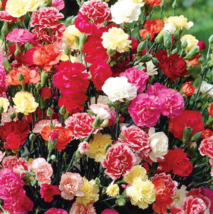 Sale 200 Seeds Carnation Chabaud Mix Pollinators Fragrant Cut Flowers Non-Gmo - £7.64 GBP