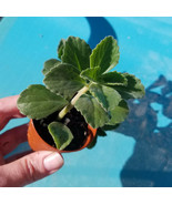 Plectranthus Neochilus – Solid Green Lobster Flower Swedish Ivy Spur Flower - $6.93 CAD