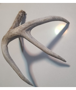 4 Point Wild Whitetail Deer Shed Antler Horns Taxidermy Crafts Dog Chews - $39.66 CAD