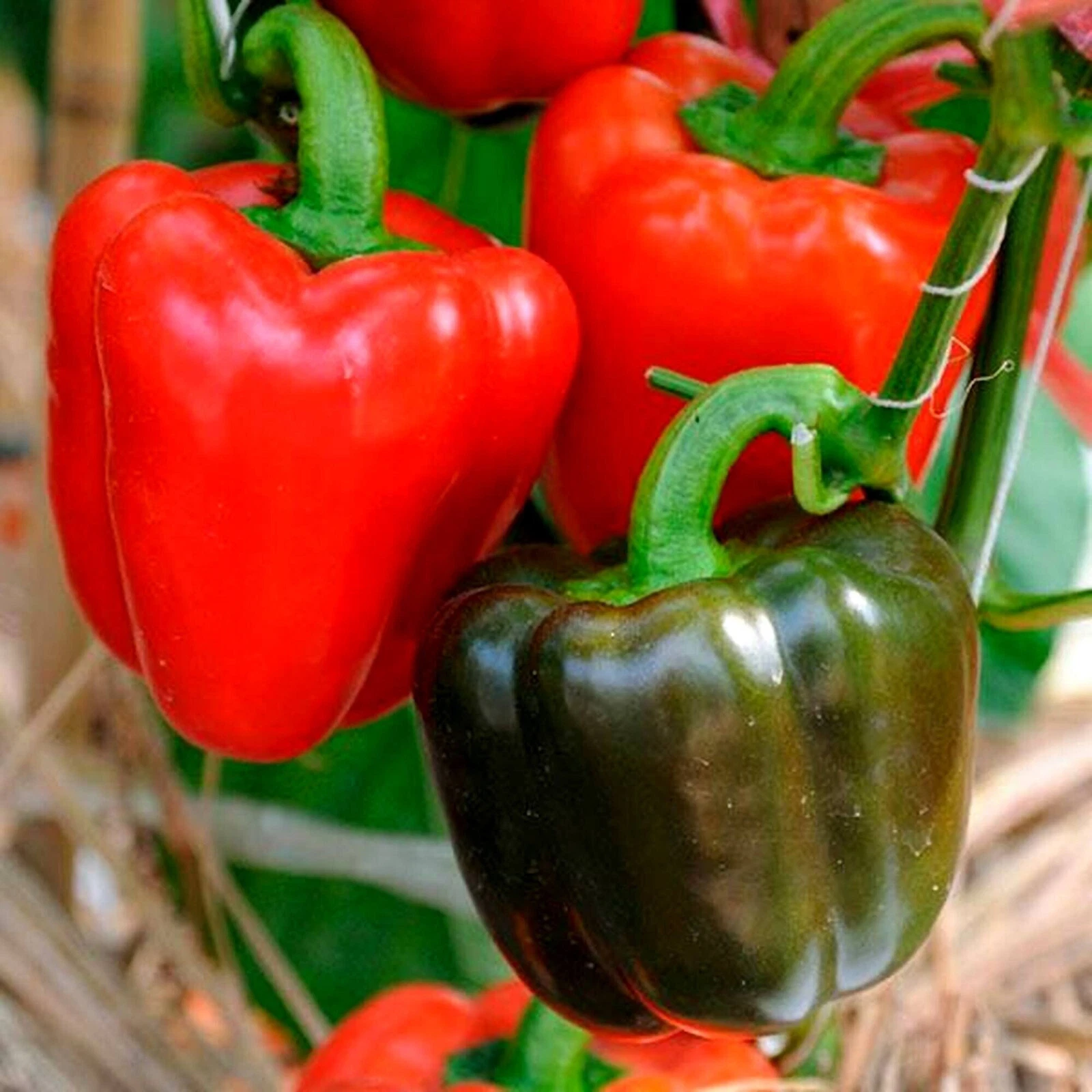 Bright &amp; Showy Blooms Yolo Wonder Bell Pepper, nonhybrid variety, 125 se... - $96.21 MXN