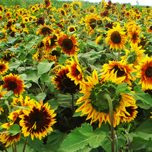 50 Seeds Bi Colour Sunflower 90Cm Tall Gardening - $10.22