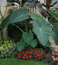1 Pcs Starter Plant 4&quot; Tall Colocasia Elephant Ear Jack&#39;s Giant Plant | RK - £26.57 GBP