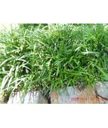 MONKEY GRASS Liriope Muscari 25 pcs Plus bare roots Plants - $23.50