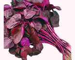 500 Red Amaranthus Spinach (Thandu Keerai ) Seeds Vegetable Seeds Fast S... - $8.99