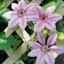 Nelly Moser Clematis 20 seeds - $9.98