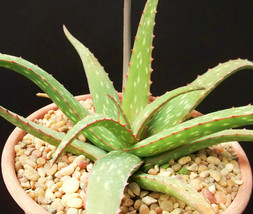 ALOE SINKATANA cactus hybrid exotic color succulent rare flowering seed ... - $8.99