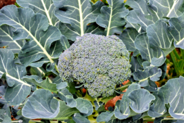 2000 BULK BROCCOLI SEED Microgreen Vegetable Seeds for Sprouting or Planting - $7.29