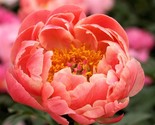 SRN Peony Coral Charm Plant Division Spring Flowers Garden - $61.83