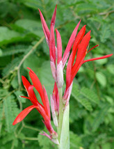 Free Shipping Canna Indica Indian Shot 10 Seeds - $17.99