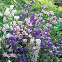 50 Heirloom Campanula Canterbury Bells Perennial Seed Mix Flower Great Gift - £14.12 GBP