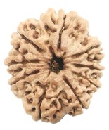 Natural 9 Mukhi Rudraksha - Nepal - Igl Certificado - $2,123.61 MXN