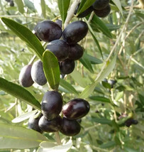 VP Leccino Olive for Garden Planting USA FAST 10+ Seeds - $5.97