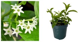 Cestrum nocturnum - Night Blooming Jasmine Plant - 4&quot; Pot - £39.04 GBP