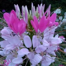 Rose Queen Cleome Seeds Spider Flower US Seller Fast Shipping - £5.29 GBP