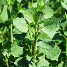 25 Papalo Yerba Porosa Summer Cilantro Bolivian Coriander Porophyllum Ruderale C - $14.90