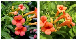 CAMPSIS &#39;INDIAN SUMMER&#39; - Trumpet Creeper - Starter Plant - Approx 4-6 Inch - $49.99